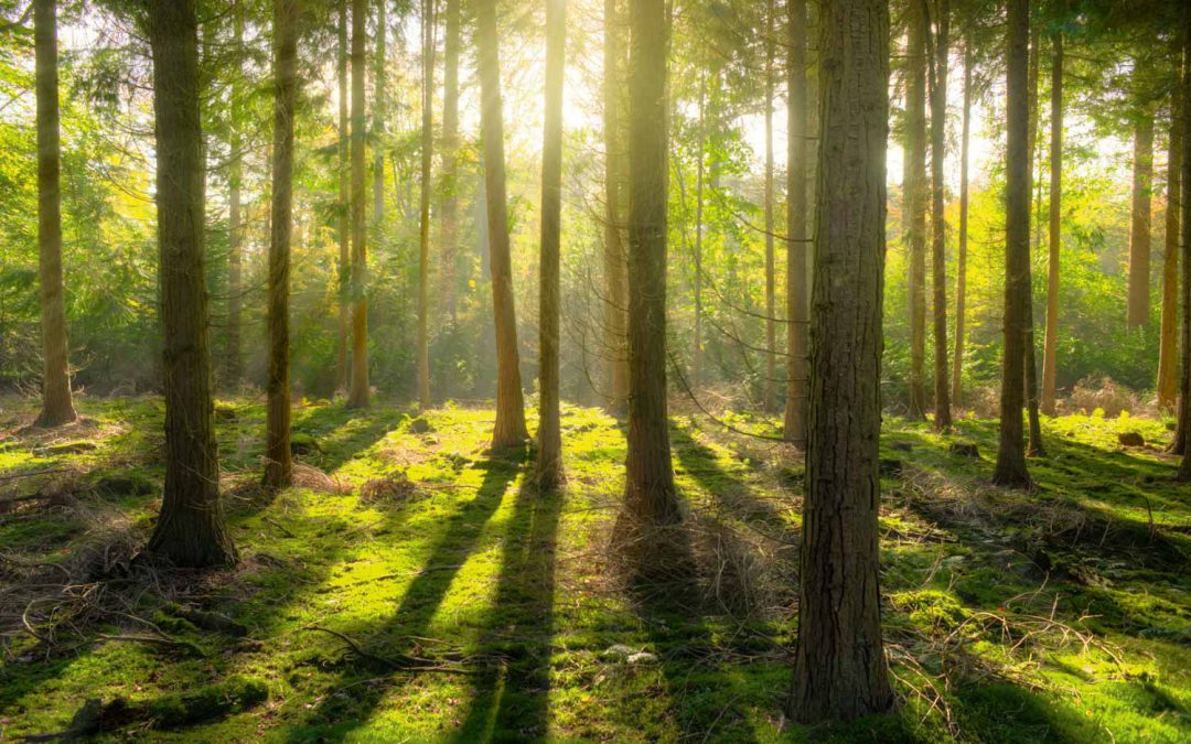 Wald­füh­rung mit Kili­an und Birgit